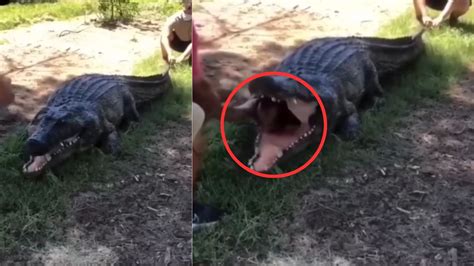 young man entered the mouth of fake crocodile viral video | जब मगरमच्छ ...