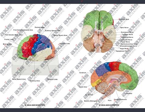 Buy Axis Scientific Human Brain Model Anatomy with Colored and Labeled ...