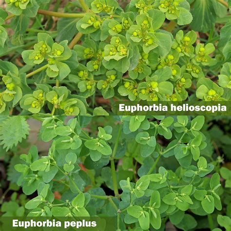 Euphorbia helioscopia vs. Euphorbia peplus
