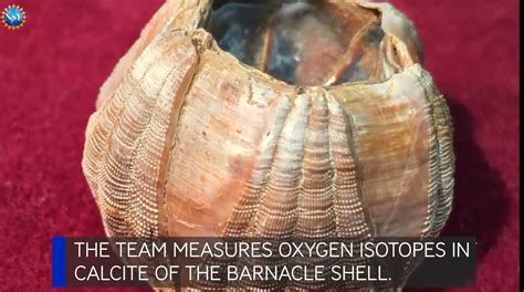 Image result for Empty Barnacle Shell