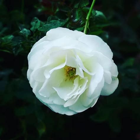 ROOKHRAJ PAUDHSHALA White Rose Flower Plant