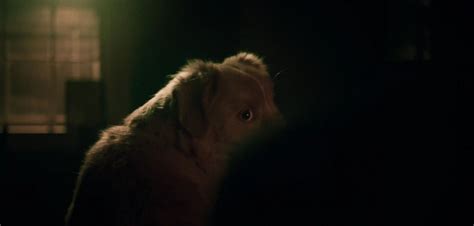 Good Boy - Indy in the Shadows | Moviefone