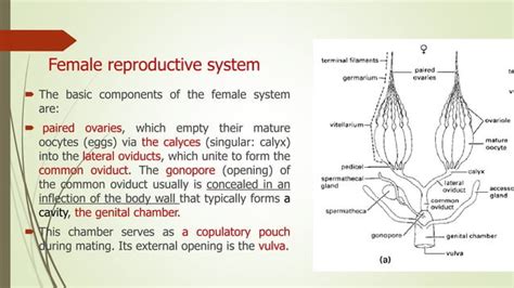 Image result for Insect reproductive system Insect Fertilization