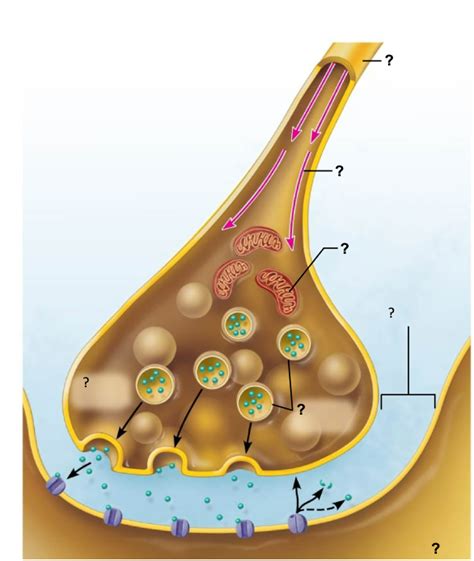 motor neuron structure Diagram | Quizlet