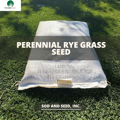 Perennial Rye Grass Seed – Sod and Seed, Inc.