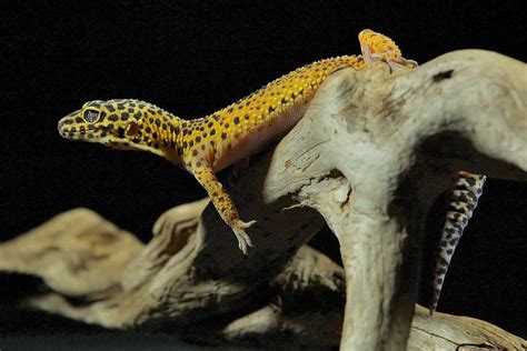 8 Possible Reasons Why a Leopard Gecko Is Changing Colors ...