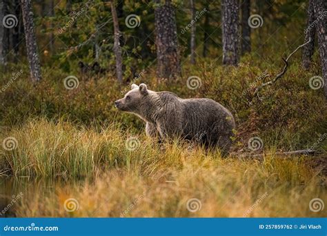 Wildlife in Finland. Bears, Wolverine and Birds Stock Photo - Image of predatory, environment ...