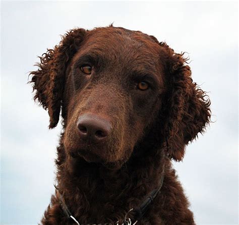 The Curly-Coated Retriever: A Guide for Owners - PetHelpful