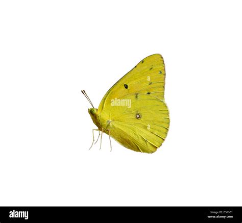 Cloudless Sulfur Butterfly