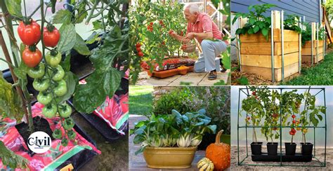 30 Easy Container Vegetable Garden Ideas For Your Yard | Engineering ...