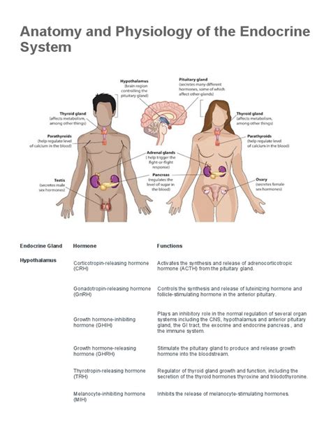 Anatomy and Physiology of The Endocrine System | PDF | Luteinizing Hormone | Endocrine System