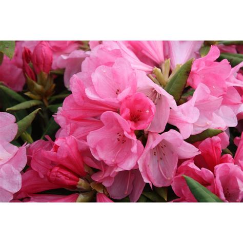 Rhododendron Wee Willy Winky | Rhododendrons