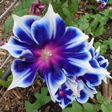 Blue & White Morning Glory Seeds – Dharaseeds