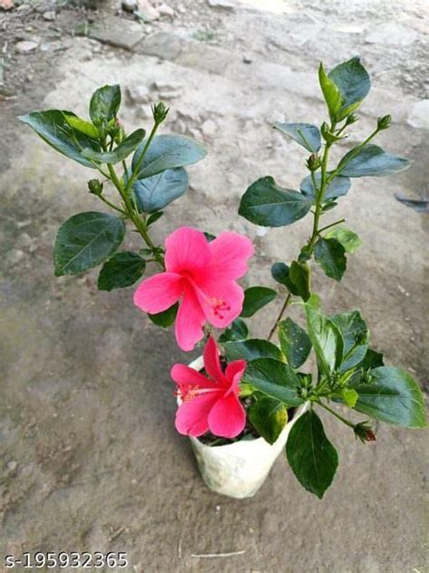 Bhumi Enterprise Pink Laxmi Hibiscus Flower Plant, Jaba Flower ...