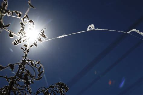 Creepy spiders are falling from the sky in California in nightmare scenario - seemayo