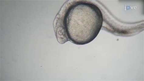Zebrafish Embryo Time-Lapse 的图像结果