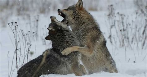 Image result for Intrasexual Selection Drawing