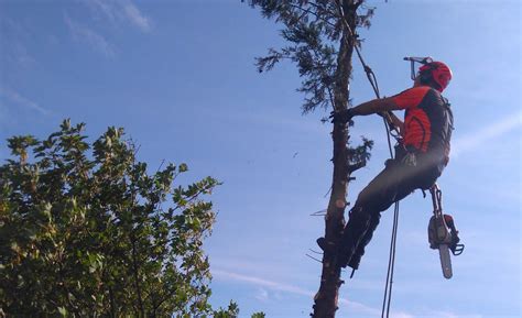 Image result for Felling a Large Tree
