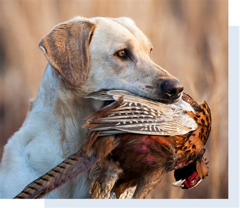 Image result for Fetch Training