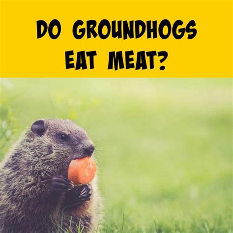 Do Groundhogs Eat Tree Roots at Robert Printz blog