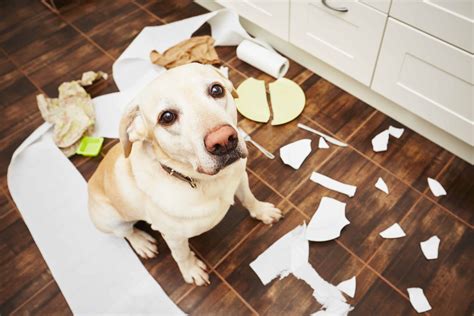 How To Stop Your Dog Counter Surfing - what prevents puppies from counter surfing
