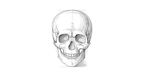 Image result for Python Turtle Easy Codes