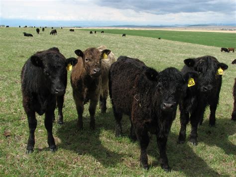 Résultat d’images pour yak cow cross