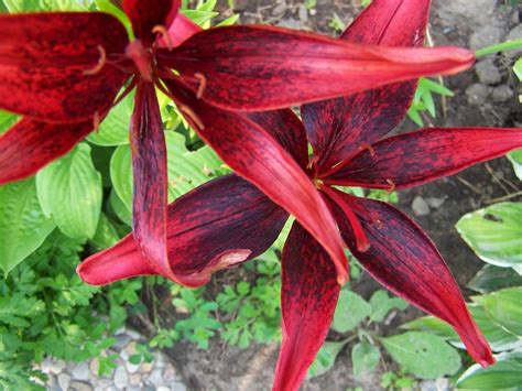 Perennial Passion: Calla Lilies