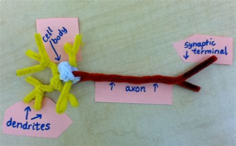 Image result for Pipe Cleaner Neuron Project