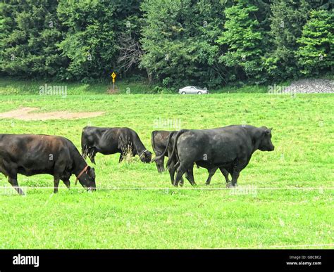 Black Angus Cattle