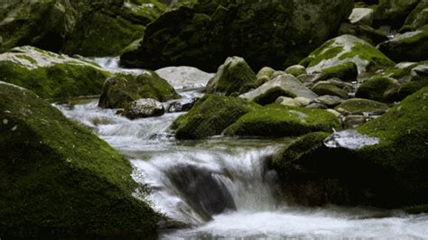 丛林小溪水流GIF动图图片-正版gif素材401061480-摄图网