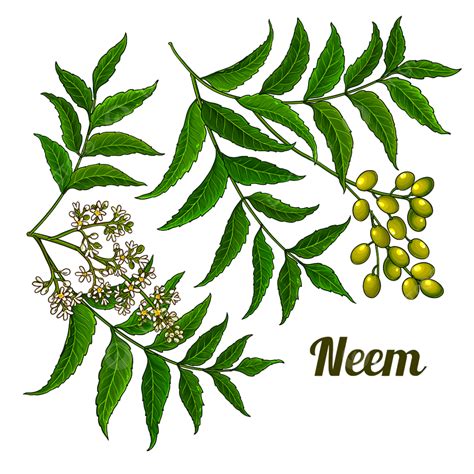 Vetor De Neem Em Fundo Branco PNG , Essencial, Médico, Neem Imagem PNG e Vetor Para Download ...