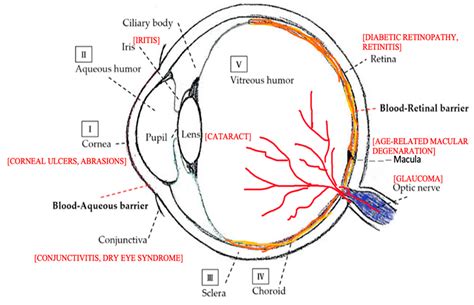 Biofabrication of Chitosan-Based Nanomedicines and Its Potential Use ...
