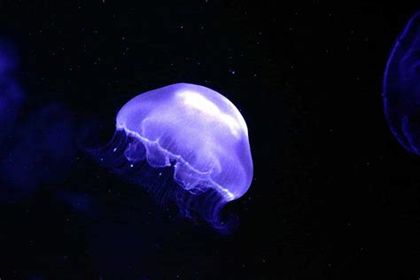 Moon jellyfish sting: how DANGEROUS is it and how to TREAT it
