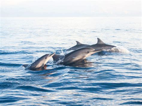 Take a trip out to sea in a glass bottom boat in Bali | TimesTravel