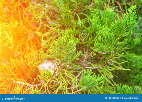 Chinese Arborvitae, Leaves of Pine Tree with Sunset Light Scientific ...