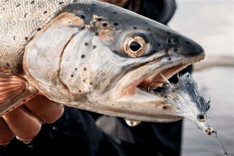 Image result for How to Fly Fish.com