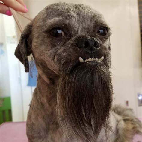 What Dogs Have Beards