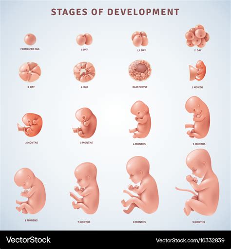 Image result for Types of Embryonic Development