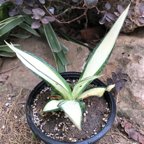 Agave Desmettiana Quicksilver Plant