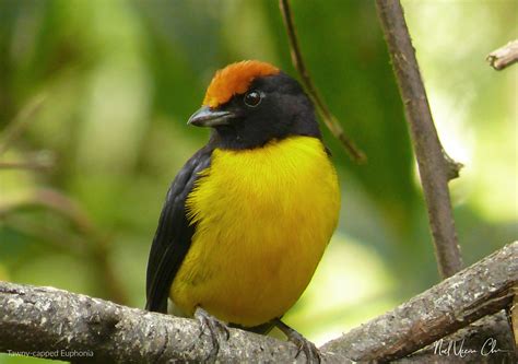 Honeycreepers, Dacnises, Tanagers and Euphonias of Costa Rica - Photo ...