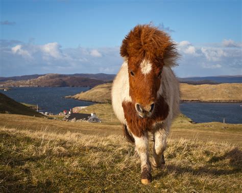 Travel: Shetland Islands, Great Britain | The Weather Channel | Shetland islands, Shetland pony ...