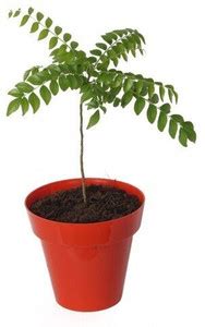 Earth Angels Curry Leaf Plant Price in India - Buy Earth Angels Curry ...