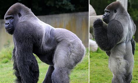 Gorilla Standing Up