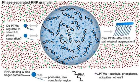 The Role of Post-Translational Modifications on Prion-Like Aggregation ...