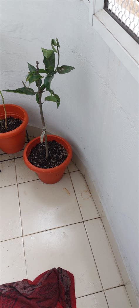 NABAT Mango Alphonso Hapus Ratnagiri Variety Grafted Aam Fruit Live ...