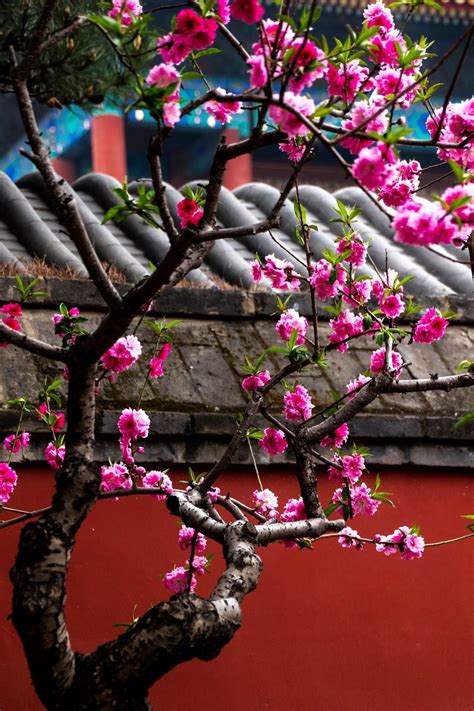 北京春天去哪儿玩？这10个踏春胜地，把最美的春景送给你~
