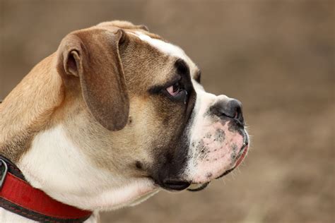 Free Images : boxer, head, vertebrate, large, dog breed, old english ...