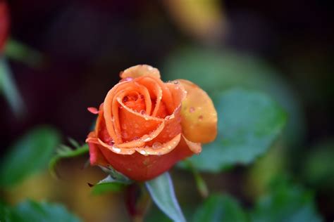 OLD OAKS TOURING PARK AND GLAMPING (Glastonbury) - Campground Reviews ...