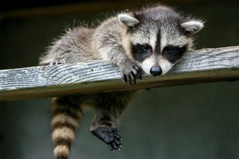 Why Cardinals Rule - Scenic Hudson